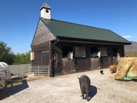Letterfrack Farmhouse On Equestrian Farm In Letterfrack Beside Connemara National Park Tullywee Bridge Eksteriør billede