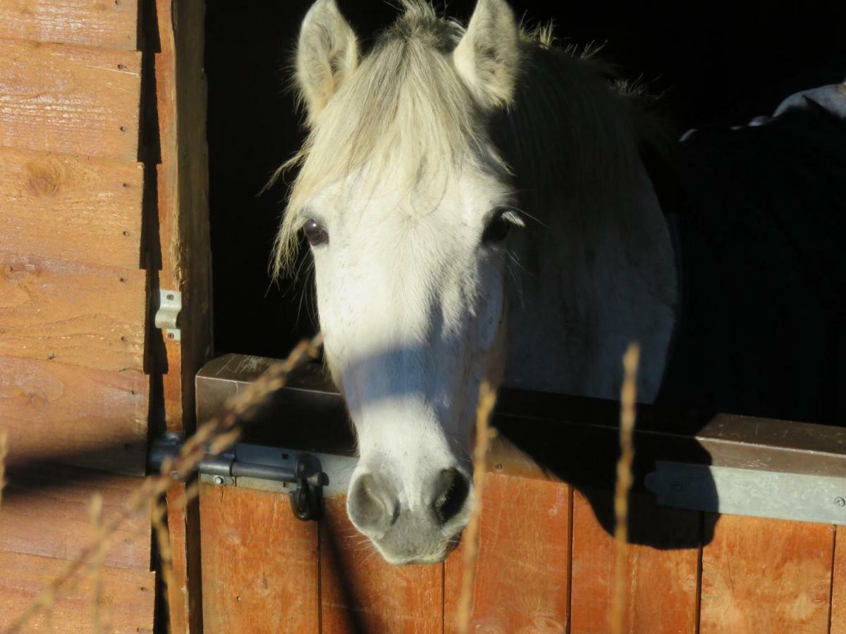 Letterfrack Farmhouse On Equestrian Farm In Letterfrack Beside Connemara National Park Tullywee Bridge Eksteriør billede